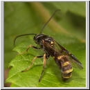 Exenterus amictorius - Schlupfwespe - Parasite of Diprion pini 018d 11mm-fdet02.jpg